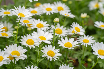 Fototapeta na wymiar 春の公園に咲く、清々しいカンシロギクの花