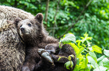 Bear with cub on the Transfagarasan in Romania