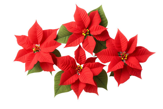 Christmas poinsettias. isolated object, transparent background