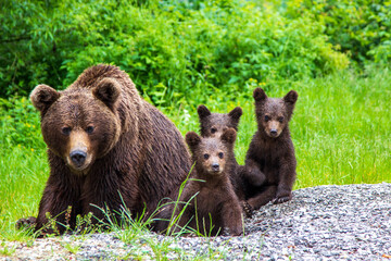Fototapeta premium Bear with cubs on the Transfagarasan Road in Romania