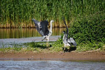 Grey heron dispute