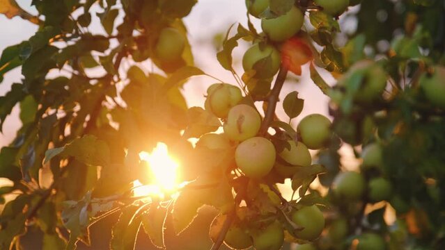 Green small wild apples grow on the branches of an apple tree in summer at sunset. Contoured sunlight. 4k slow motion footage. The concept of orchard and agriculture