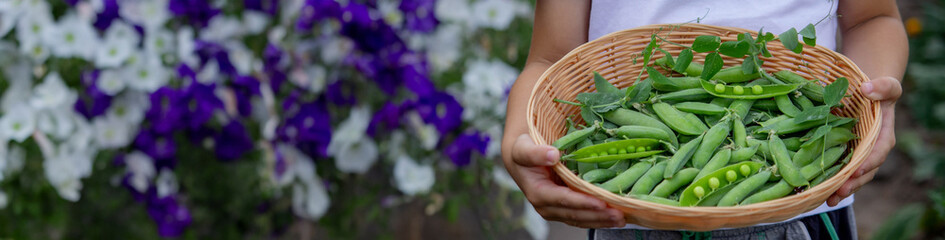 the child is holding a basket with freshly picked peas.