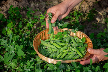 a farmer collects peas in a basket.