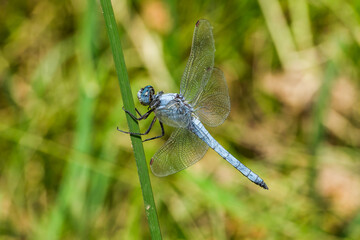 blue dragonfly on a green leaf - Powered by Adobe