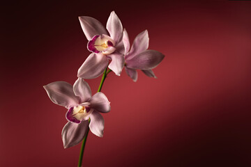 Pink Cymbidium orchid flowers on a red background, place for text