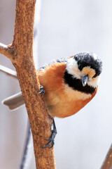 北海道洞爺湖町、森の中で木枝にとまるヤマガラ【4月】