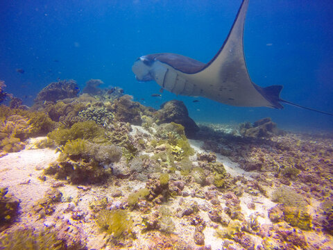 A huge manta ray swimming in the ocean.A huge manta ray swimming in the ocean.