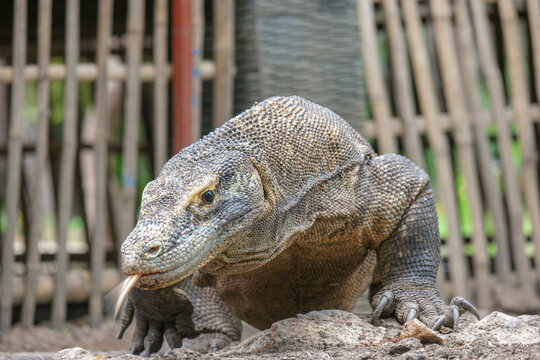 A wild komodo dragon walking around.