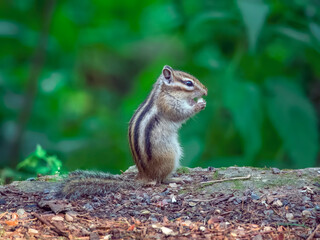 Naklejka na ściany i meble Chipmunk standing on its hind legs and eating food.
