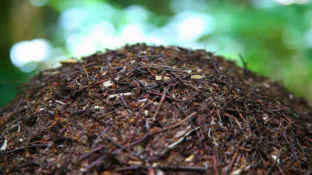 Anthill. Close-up of ants nest. Fire ants crawling on the ant hill in the woods. Large ant hill in summer forest. 