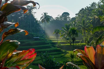 Photo sur Plexiglas Rizières Tegalalang rice terraces during sunrise on Bali.