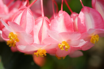 紅花ベゴニアのお花のクローズアップ