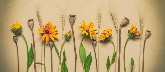 Flower composition. Rudbeckia flowers, poppy pods and ears of corn on a beige stucco background....