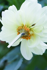 Obraz premium 蝶々とお花