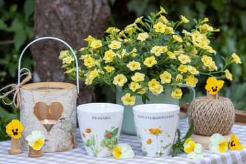 Tischdekoration mit Tassen, gelber Petunia und Holz-Laterne im Sommergarten