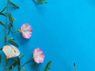 Niebieskie tło otoczone białymi i różowymi kwiatami
