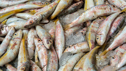 Fresh catch of fish on display for sale