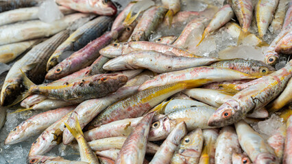 Fresh catch of fish on display for sale