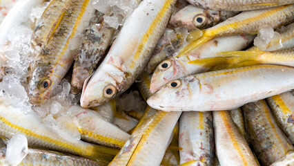 Fresh catch of Mullet on display for sale