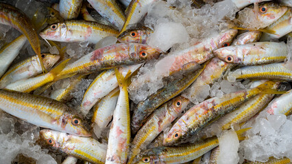 Fresh catch of Mullet on display for sale