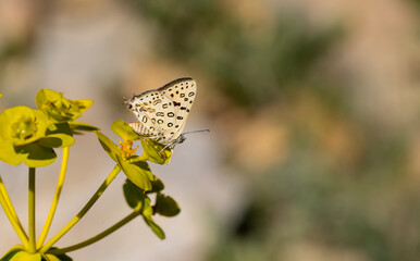 large butterfly dotted on yellow plant, Large Silver-line, Cigaritis maxima