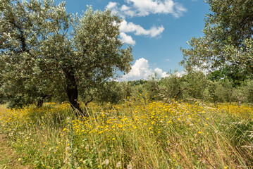 Olivenbäume mit blühender Wiese im Frühjahr in der Toskana