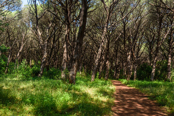 Kiefernwald an der Küste bei Cecina