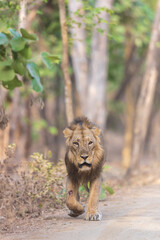 Asiatic Lion Photographed At Sasan Gir National Park 