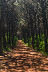 Kiefernwald an der K&uuml;ste bei Cecina