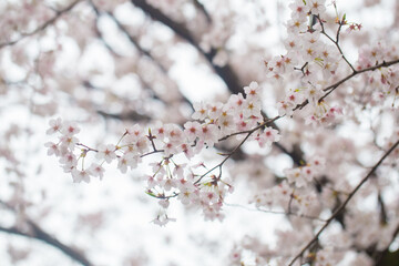 Blossom winter pink sakura flower on tree brance