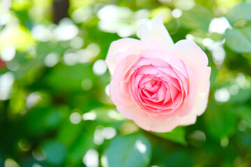 バラ園の綺麗なバラの花
