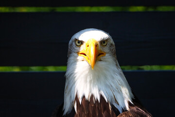 american bald eagle at a eagle observatory