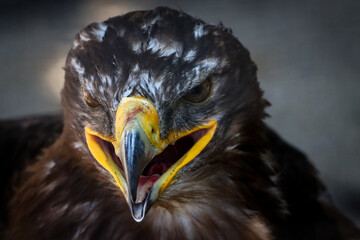 portrait of a golden eagle