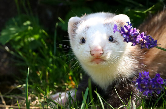  Cute Ferret Bilder Stock Fotos Videos Adobe Stock
