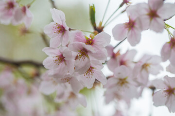 Blossom winter pink sakura flower on tree brance