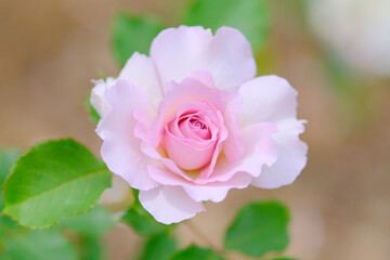 バラ園の綺麗なバラの花