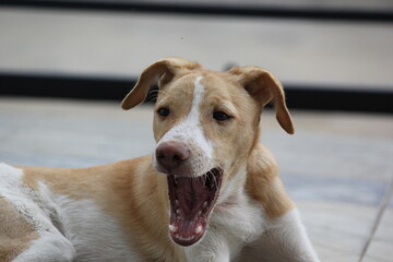 close up shots of dog with different poses
