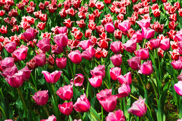 たくさんのピンクのチューリップ