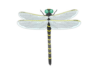 水彩風オニヤンマとんぼ