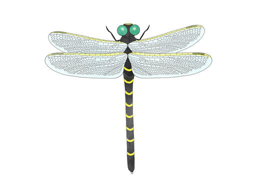 Anotogaster Sieboldii