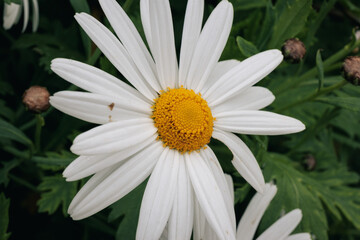 Macro of daisy flower in garden