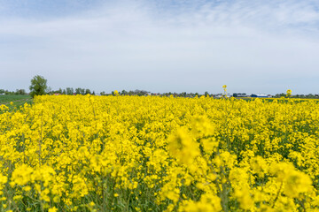 landscape of a rapeseed field on a summer sunny day in Roztocze