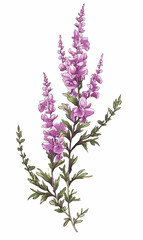 Naklejka premium Branch heather mother's day mom vector print purple flowers blossom Valentine's day