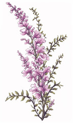 Naklejka premium Branch heather mother's day mom vector print purple flowers blossom Valentine's day