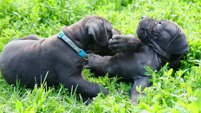 Purebred Great Dane puppies playing in a green field. puppies fight and bite each other. funny little cute dogs