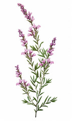 Obraz premium Branch heather mother's day mom vector print purple flowers blossom Valentine's day