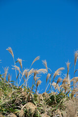 grass and sky