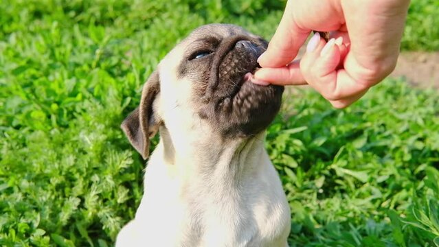 Close up puppy pug dog on grass chews eating dry dog food kibbles. owner feeds the dog yummy