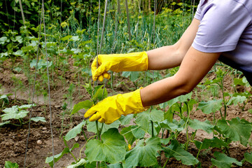 female hands in gloves tie up growing cucumbers